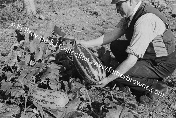 GARDENER WITH MARROW